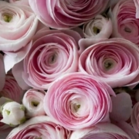 Meet your Posher, mybestwishes2u ๐น - Picture 7 of 10